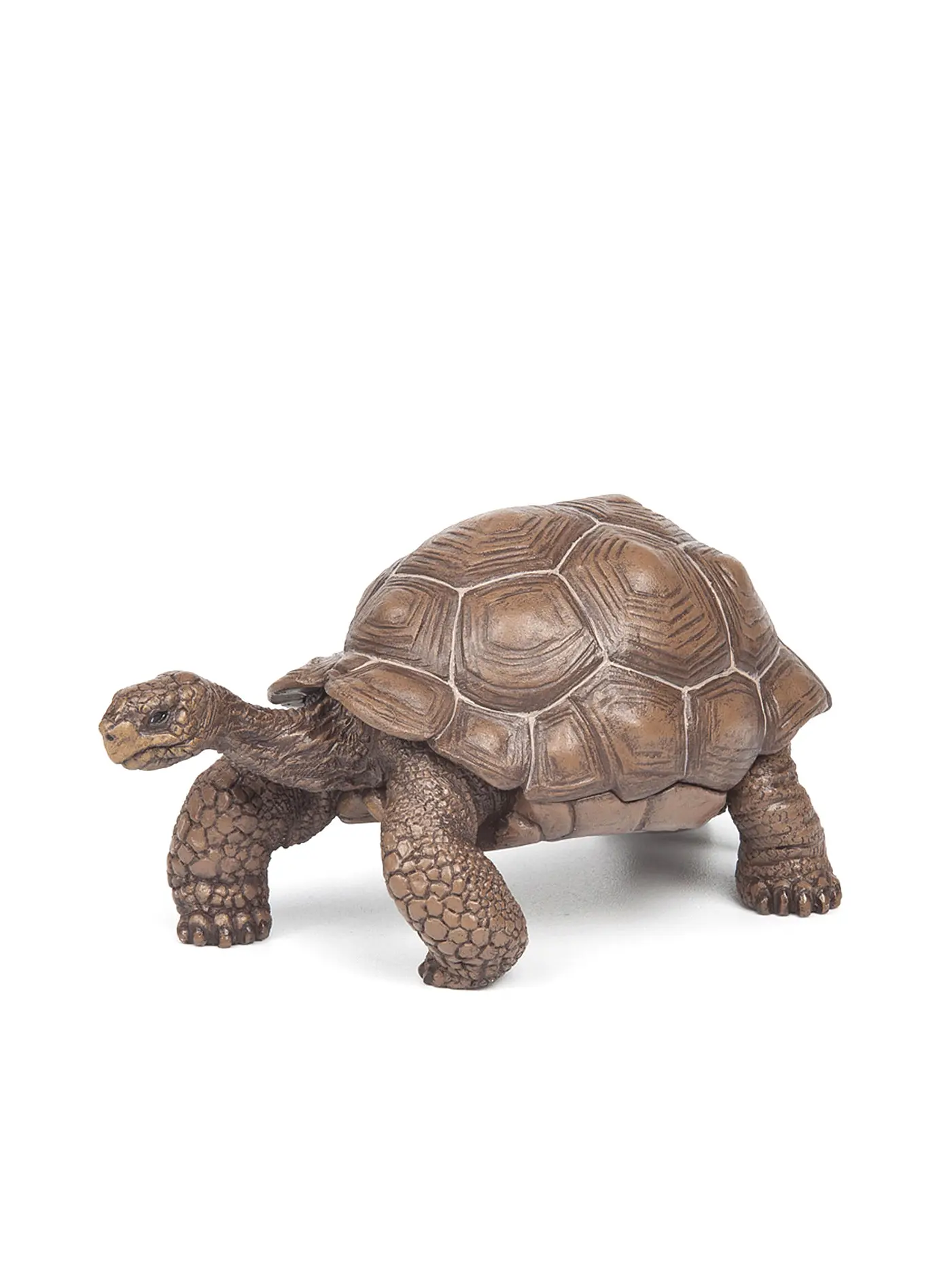 PAPO | Galapagos Riesenschildkröte | 